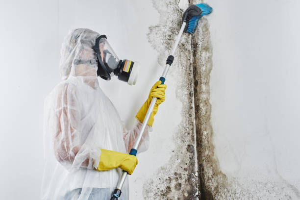 Professional Mold Removal in Milton, WV