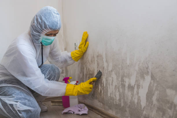 Best Best Mold Removal Companies  in Milton, WV