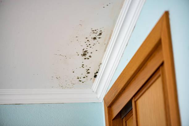 Best Attic Mold Removal  in Milton, WV
