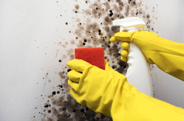 Mold Removal Process