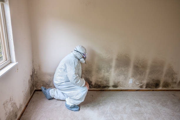 Best Mold Remediation  in Milton, WV